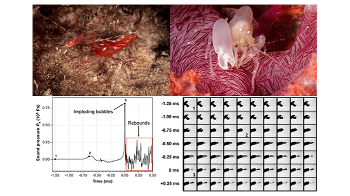 Nature and hydrodynamic cavitation: the snapping (pistol) shrimp